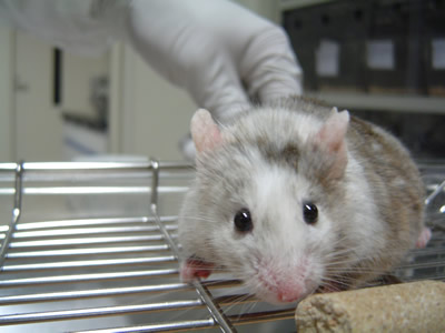 大西研究室の遺伝子欠損キメラマウス