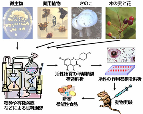 身近な天然素材から「くすり」や機能性食品成分を見付けよう