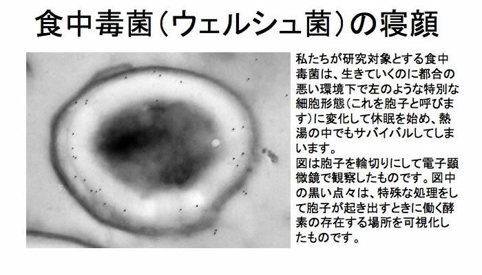 食中毒菌（ウェルシュ菌）