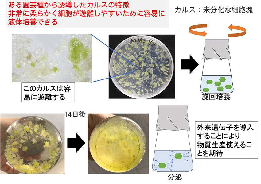 研究室紹介（坂野弘美教授）