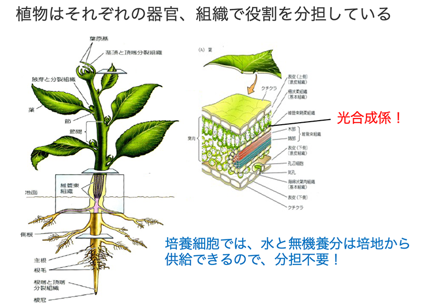 研究室紹介（坂野弘美教授）