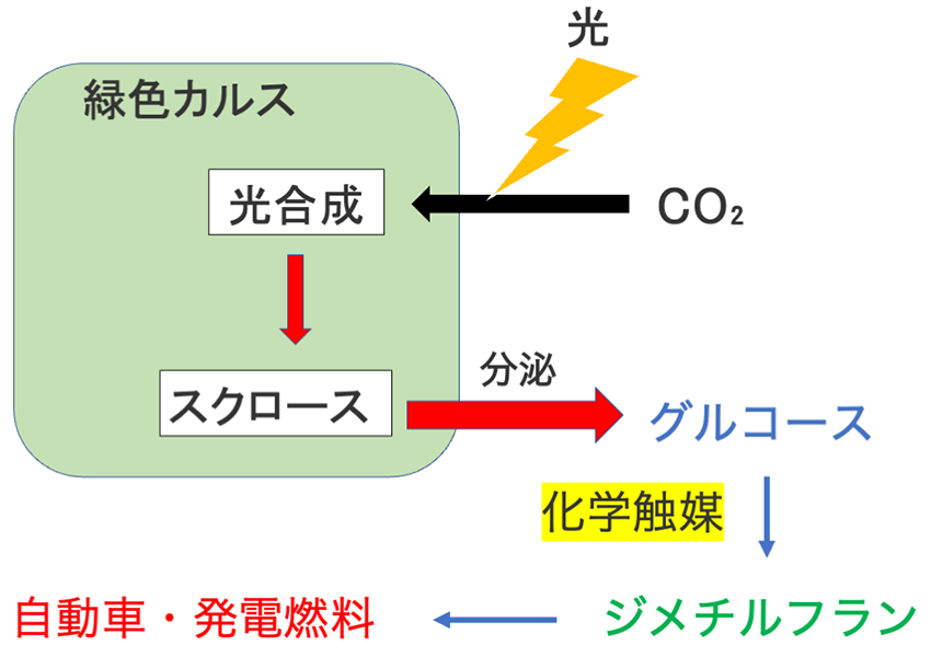 研究室紹介（坂野弘美教授）