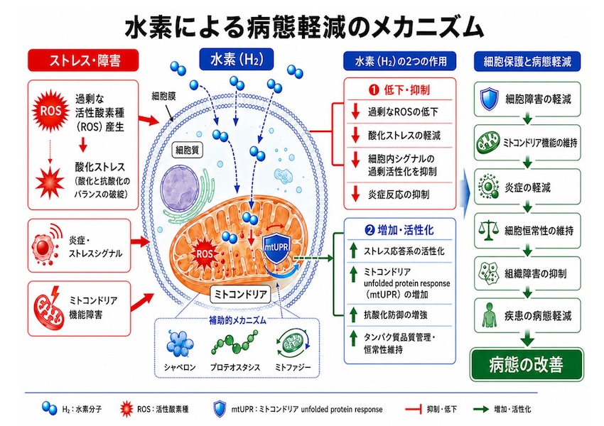 市原 正智 病理形態学的解析に基づく水素の生体作用の解明