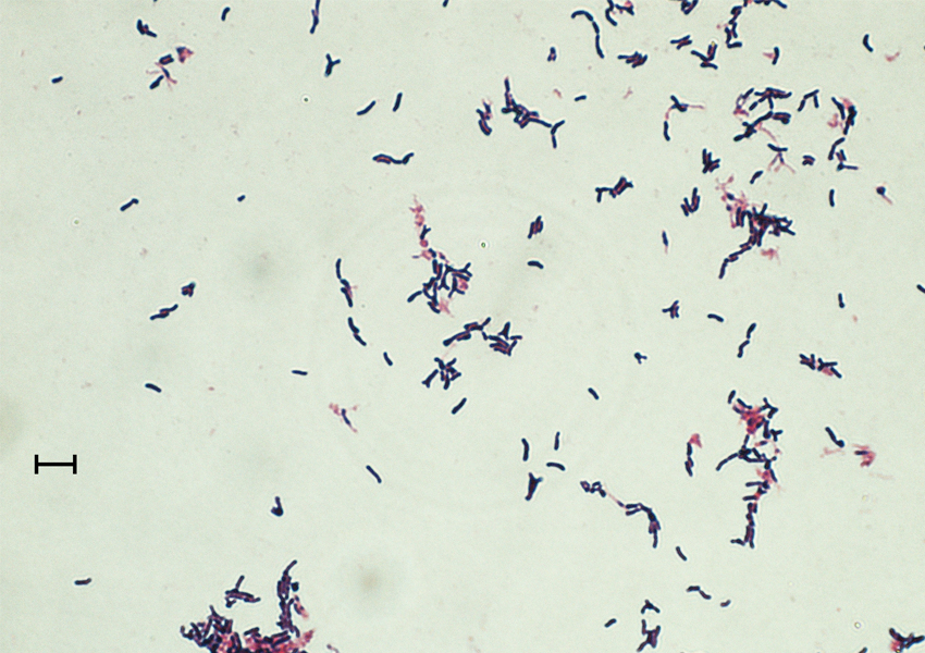 ニシローランドゴリラの糞便から発見した新種のビフィズス菌