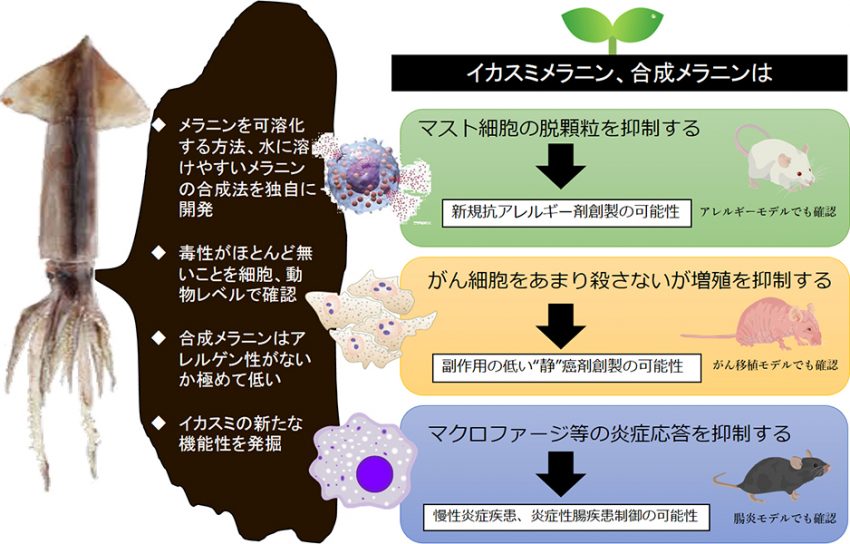 川本先生の研究内容