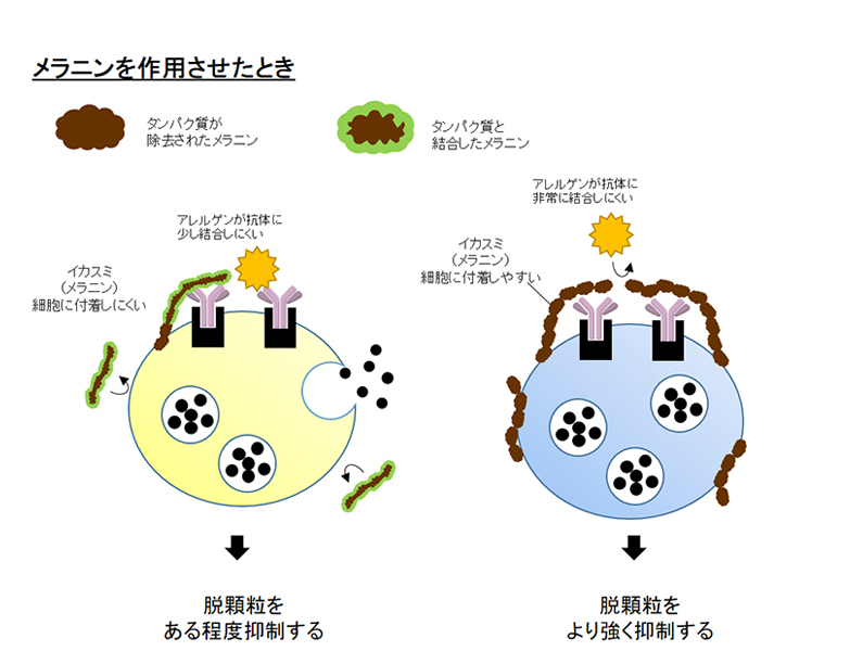 川本先生の研究内容