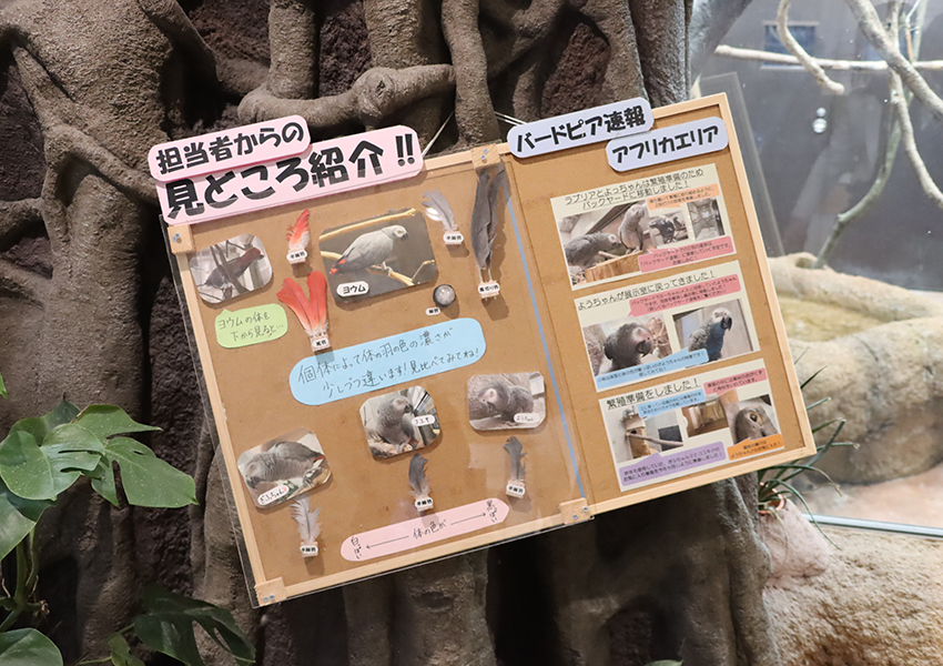 青山さんが制作した動物紹介ボード