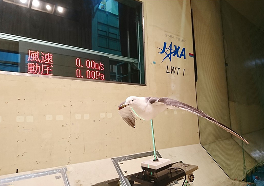 Wind tunnel test of taxidermy black-tailed gull at JAXA