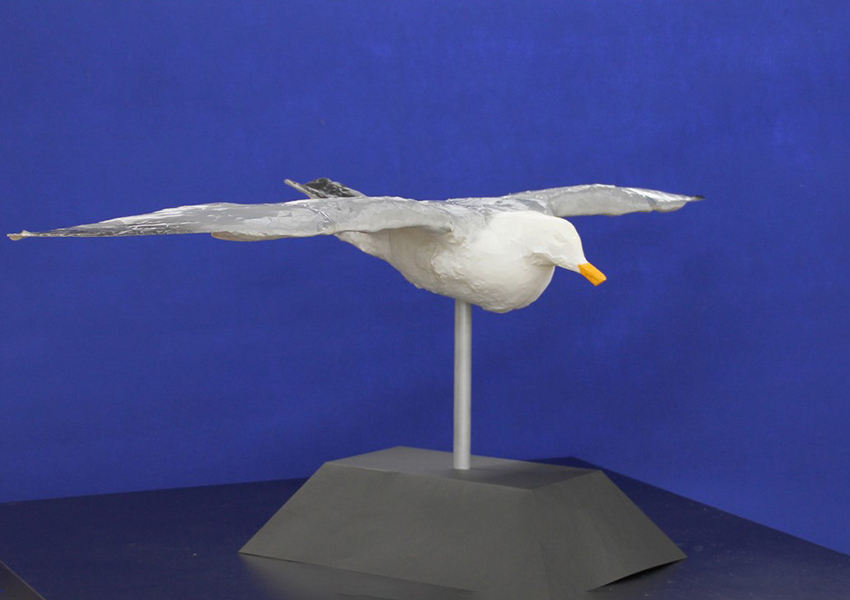 3D-printed wind tunnel model of black-tailed gull