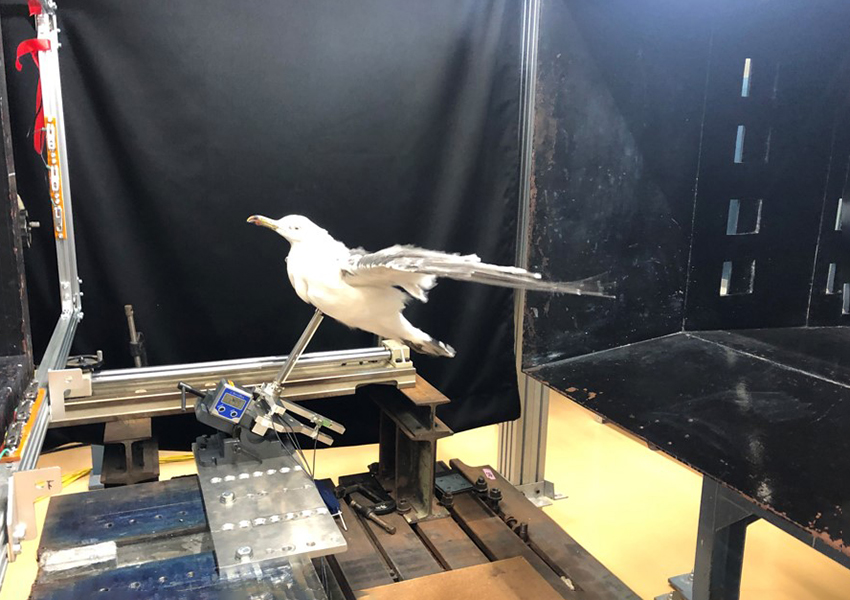 Bird morphology performance test using stuffed birds (black-tailed gull, black kite; joint research with extramural collaborators)