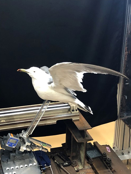 Bird morphology performance test using stuffed birds (black-tailed gull, black kite; joint research with extramural collaborators)
