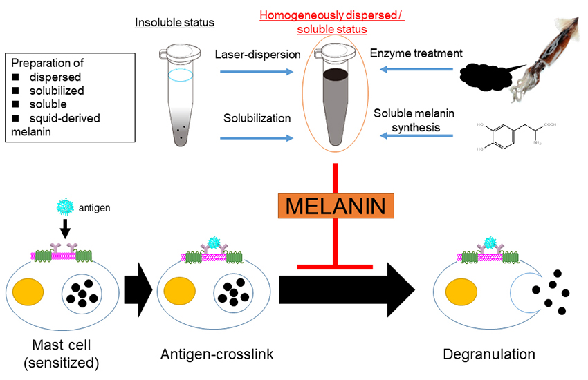 An abstract showing allergy suppression using melanin