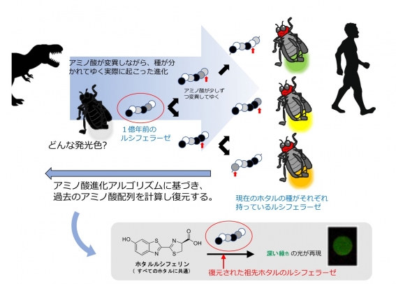 ホタルの発光の進化と復元実験のイメージ