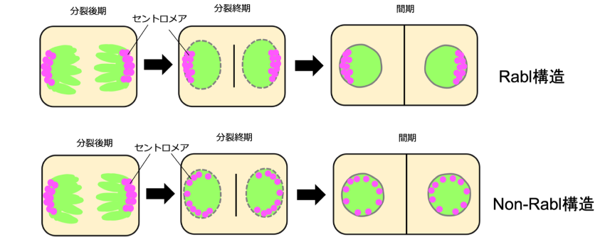 鈴木孝征先生 図1