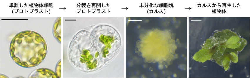 分化した体細胞がリプログラミングし、細胞増殖を繰り返して植物個体を再生するまでの過程