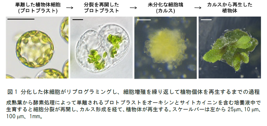 図1 分化した体細胞がリプログラミングし、細胞増殖を繰り返して植物個体を再生するまでの過程