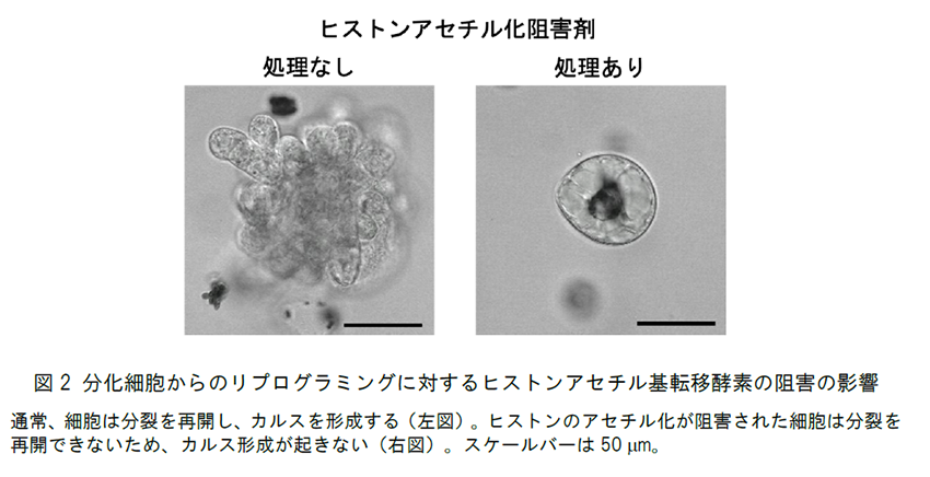 図2  分化細胞からのリプログラミングに対するヒストンアセチル基転移酵素の阻害の影響