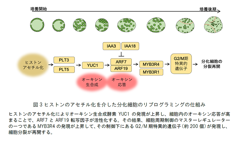 図3 ヒストンのアセチル化を介した分化細胞のリプログラミングの仕組み