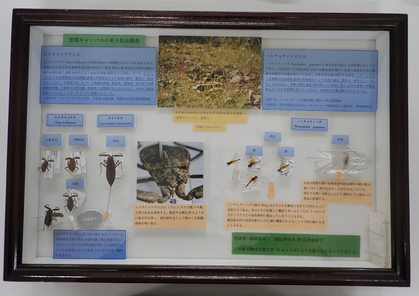 恵那キャンパスに生息する希少昆虫の標本