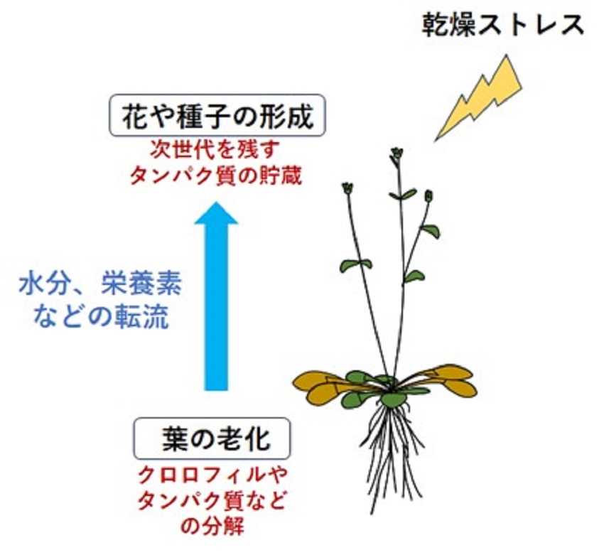 植物ホルモン「アブシジン酸」が植物の葉を老化させる仕組みを