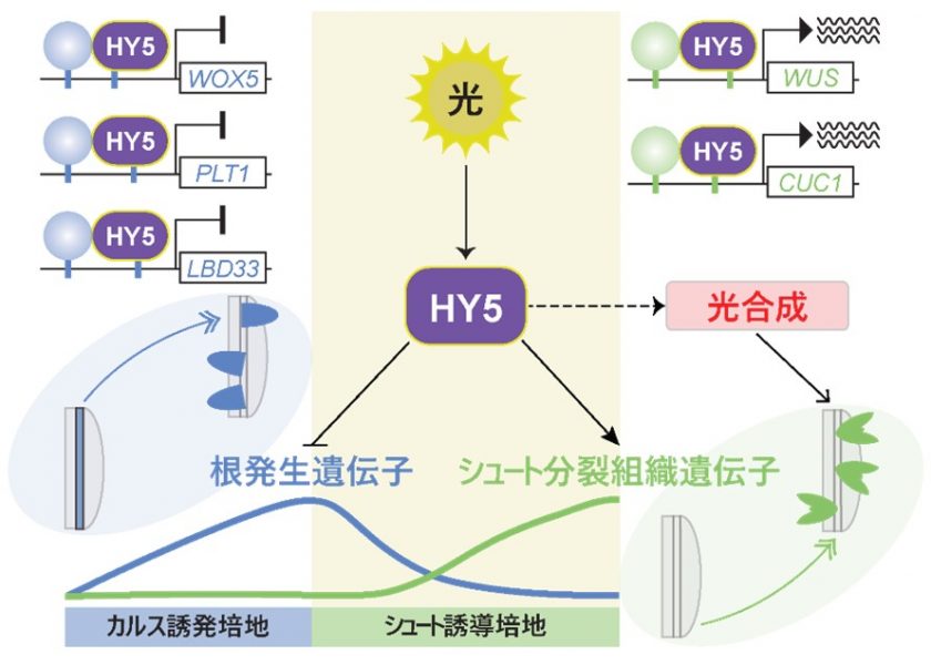 鈴木孝征先生 図1