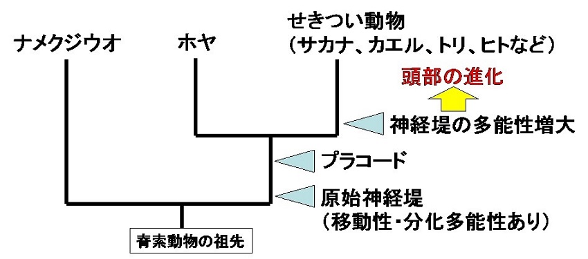 大沼研究員 図4