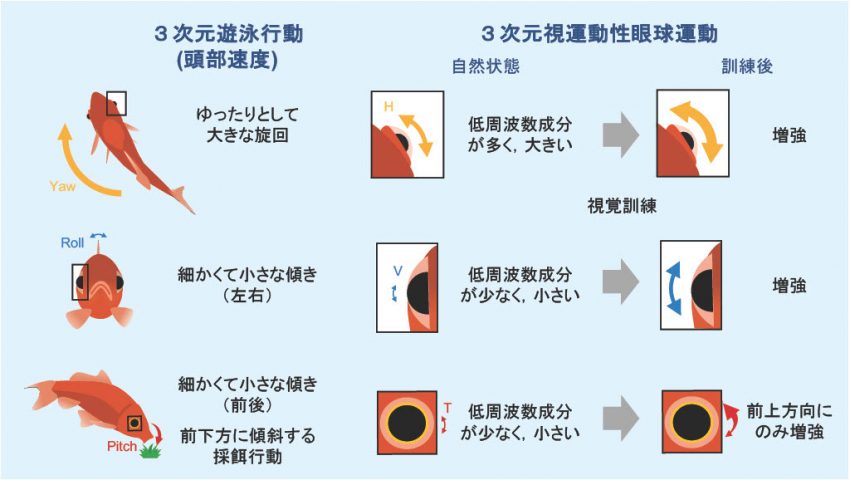 平田豊先生 図