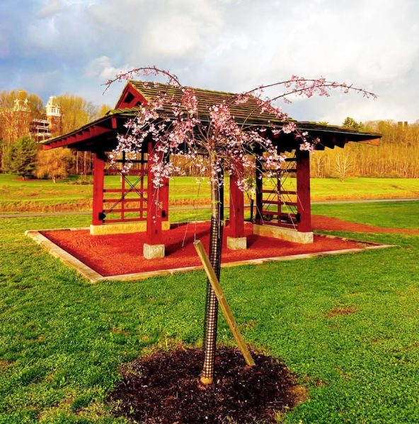 2026年4月、花を咲かせた枝垂桜