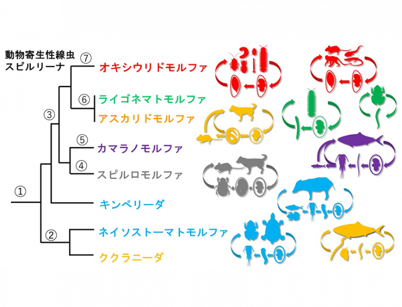 動物寄生性線虫スピルリーナの分子系統樹と推定進化イベントを表した図