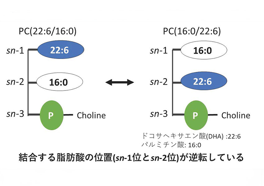 リン脂質sn位置異性体の模式図