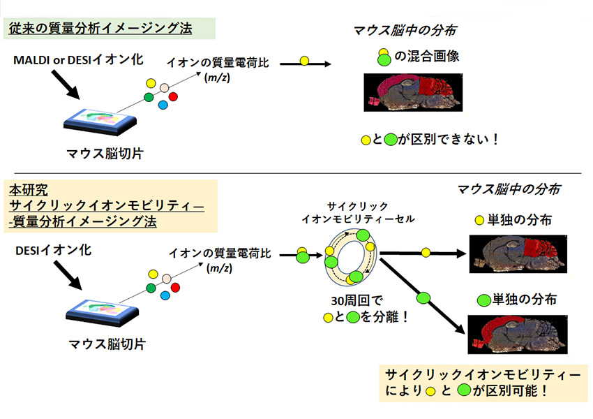従来法と本研究のサイクリックイオンモビリティーを用いた質量分析イメージングの比較