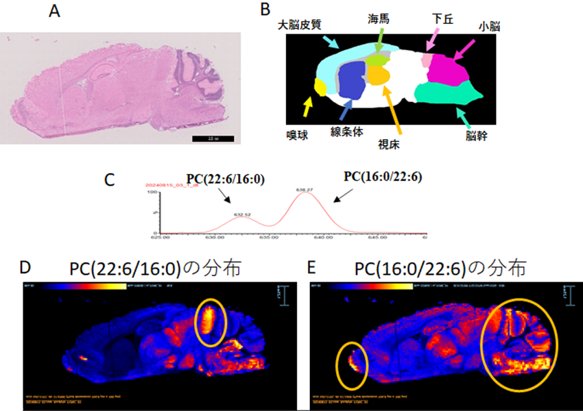 元々マウスが持つ脳内のPC（22:6/16:0）とPC（16:0/22:6）の分布