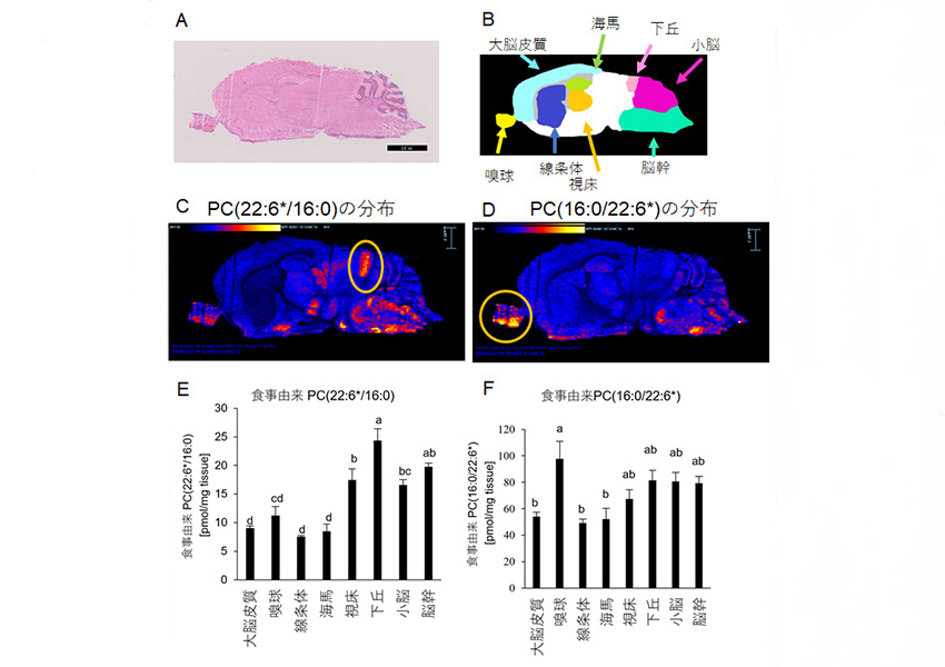 食事性DHAが取り込まれたマウス脳内のPC（22:6*/16:0）とPC（16:0/22:6*）の分布