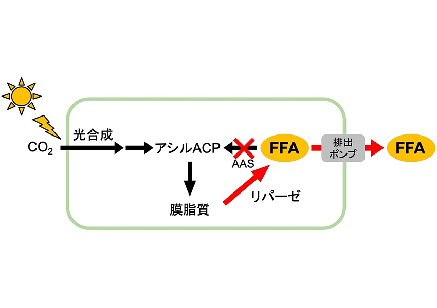 図2. FFAの細胞外生産のメカニズム
