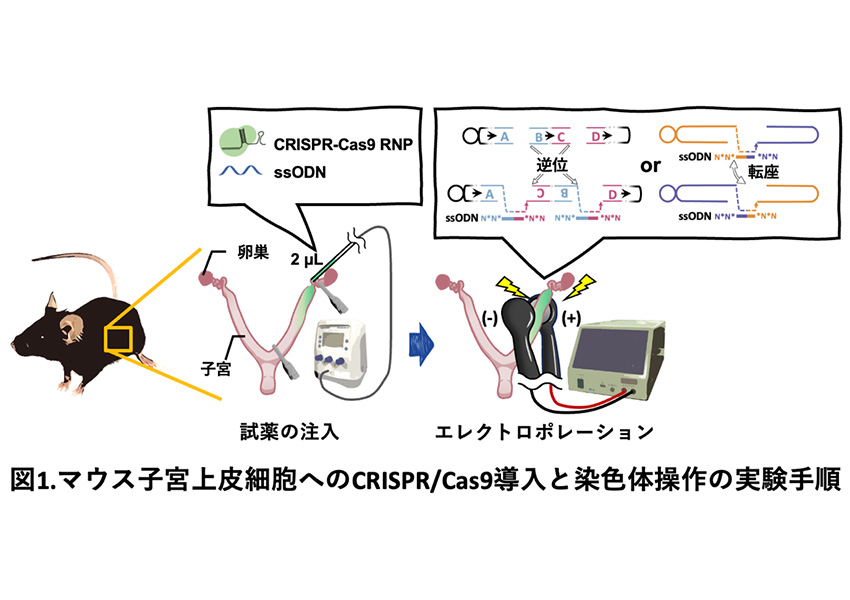 図1 マウス子宮上皮細胞へのCRISPR/Cas9導入と染色体操作の実験手順