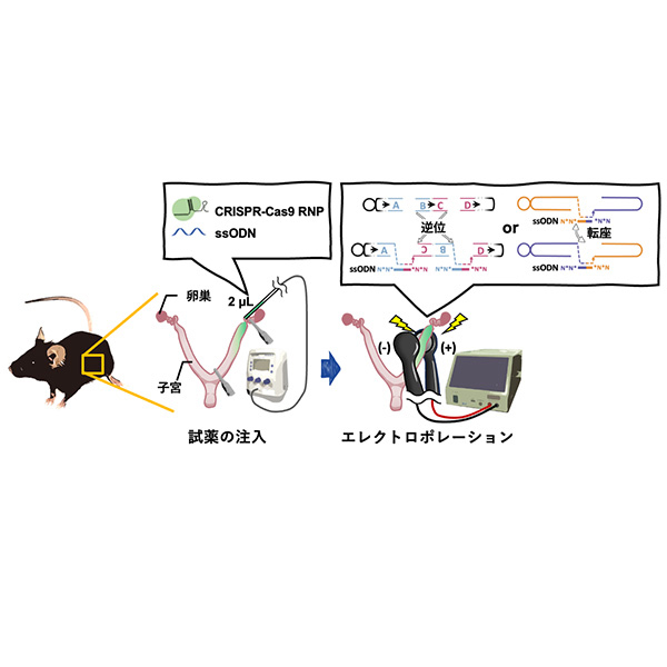 ウイルスを使わずマウス体内で「巨大な染色体再編成」の誘導・修復に