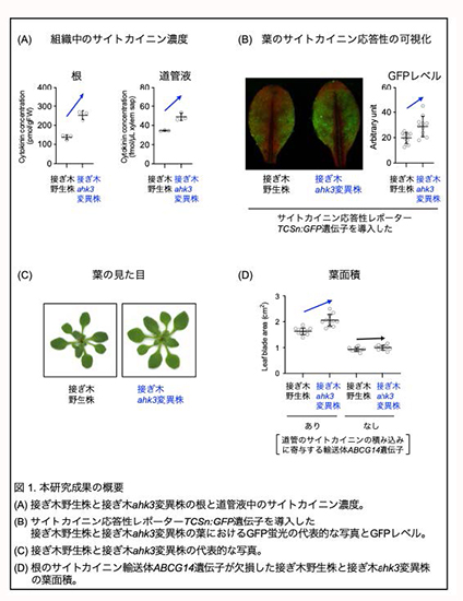 植物ホルモン「サイトカイニン」の長距離輸送の新たなメカニズムを解明—植物の離れた器官の成長を人為的に操作することが可能に—;