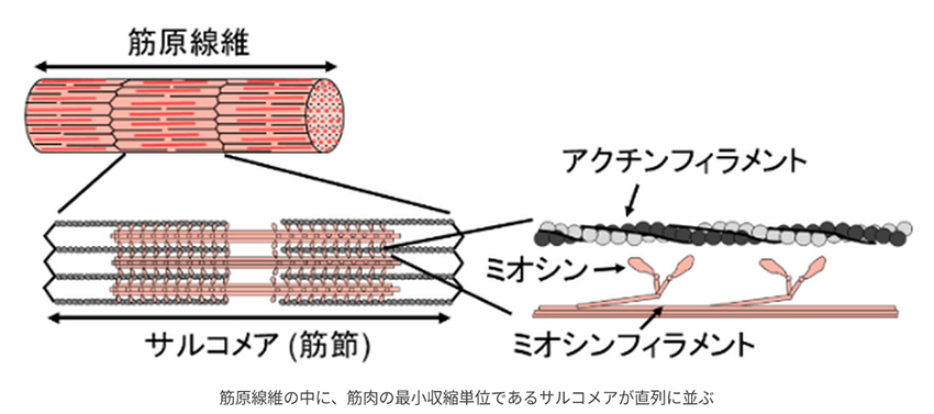 図1サルコメアの構造イメージ