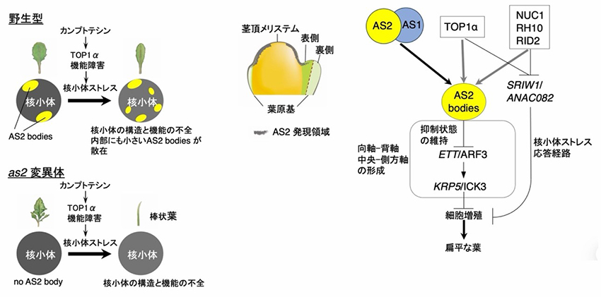 ストレス環境下でも双子葉植物の扁平な葉を形成させるAS2タンパク質の分子機能を解明─環境変化に強い植物の分子的理解への貢献に期待─