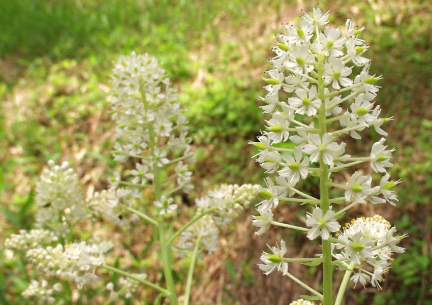 ミカワバイケイソウの花