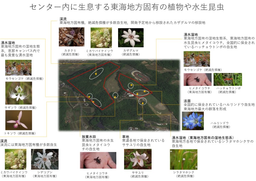 センター内に生息する東海地方固有の植物や水生昆虫