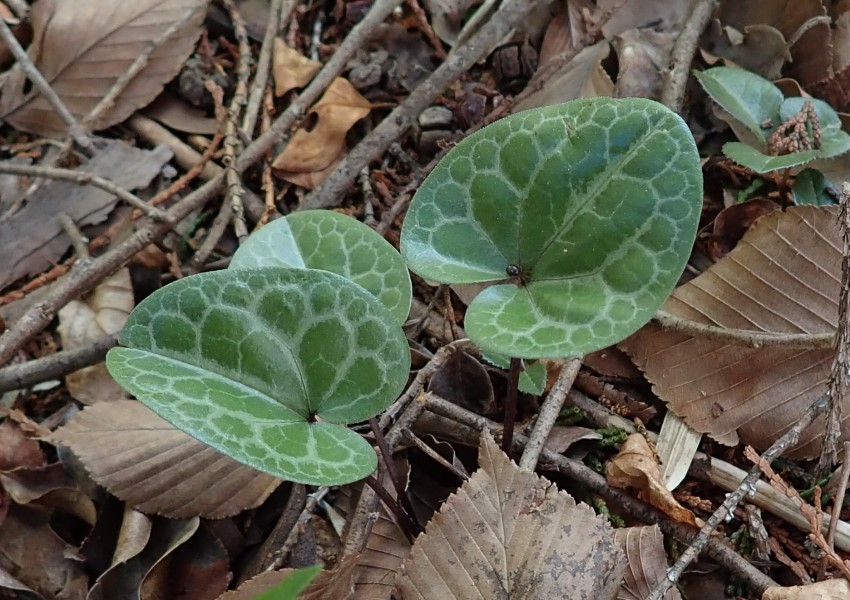 移植されたヒメカンアオイ