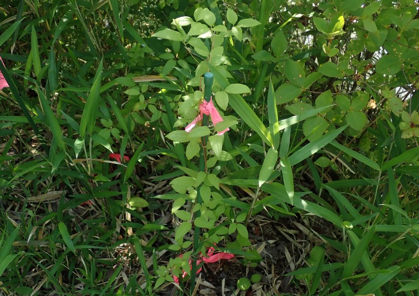 移植されたカザグルマ