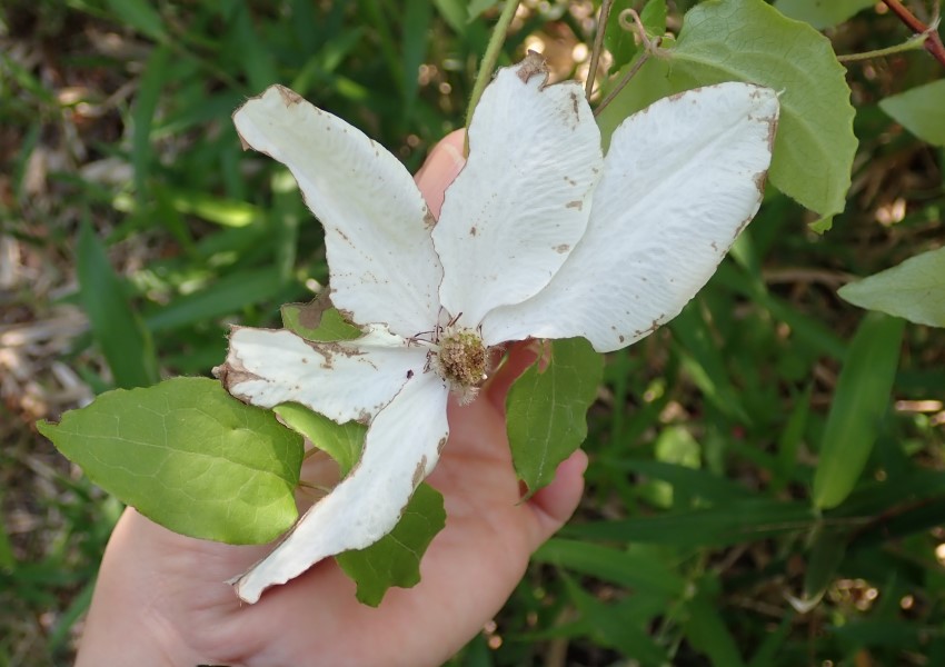 カザグルマの移植株が開花した痕跡