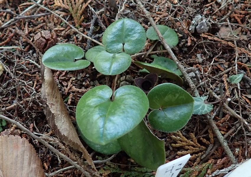 ヒメカンアオイ移植株の開花