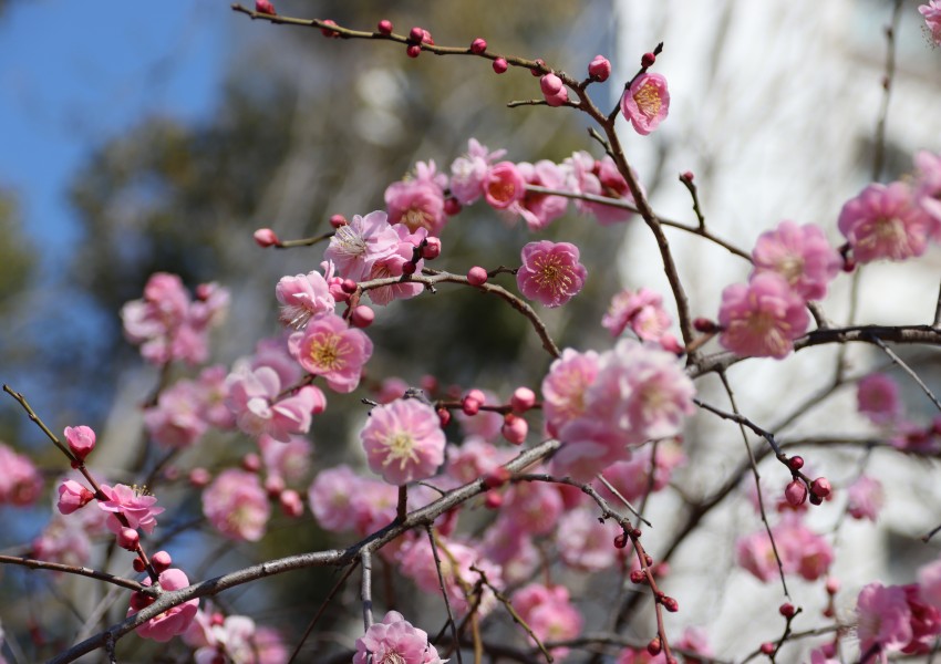 2月のキャンパス風景（梅）