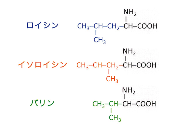 BCAAの可能性を広げるための研究