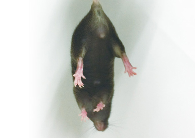 筋肉特異的BCAA分解亢進マウス