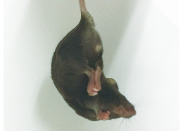 前進組織BCAA分解亢進マウス